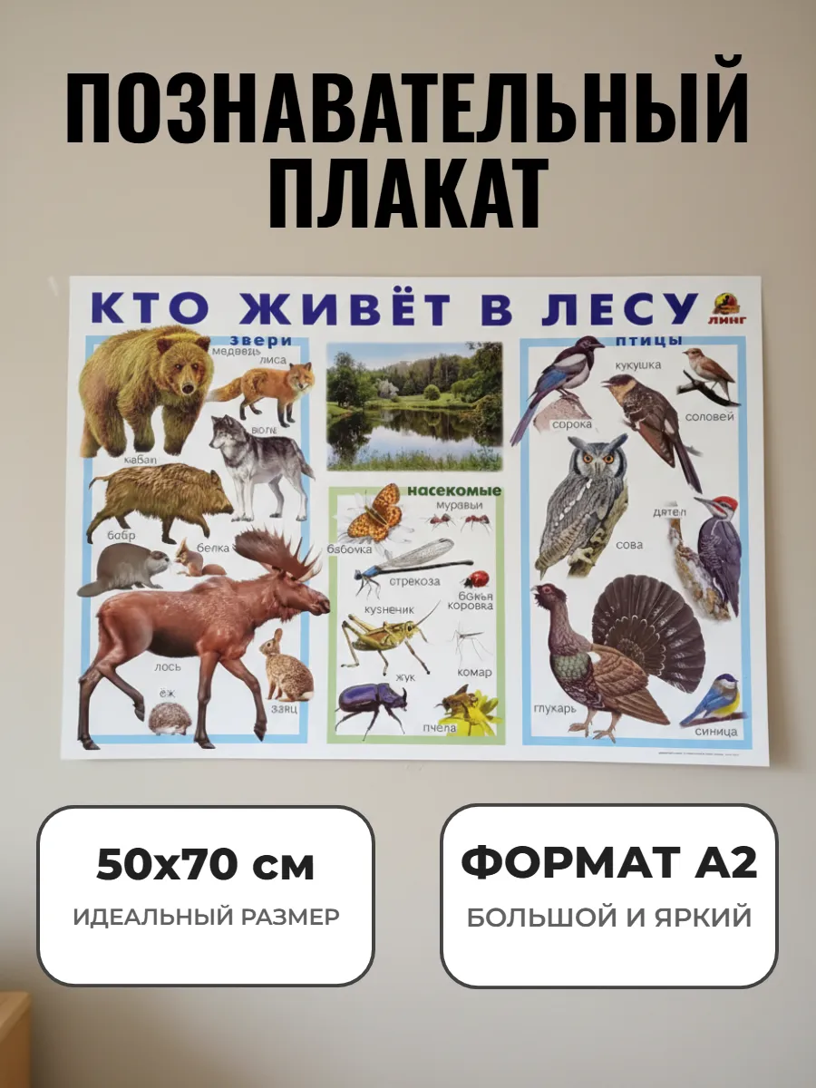 Развивающий плакат А2. Кто живёт в лесу
