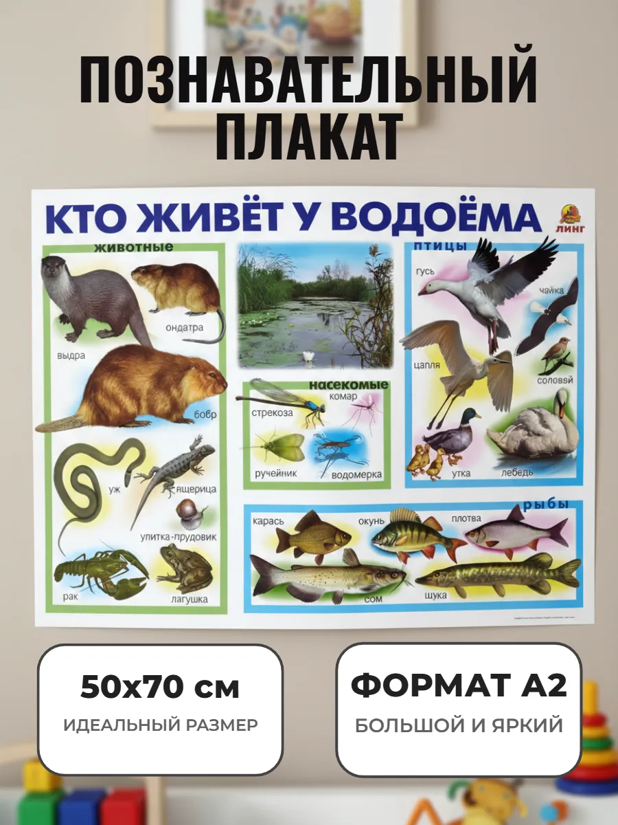 Развивающий плакат А2. Кто живет у водоёма
