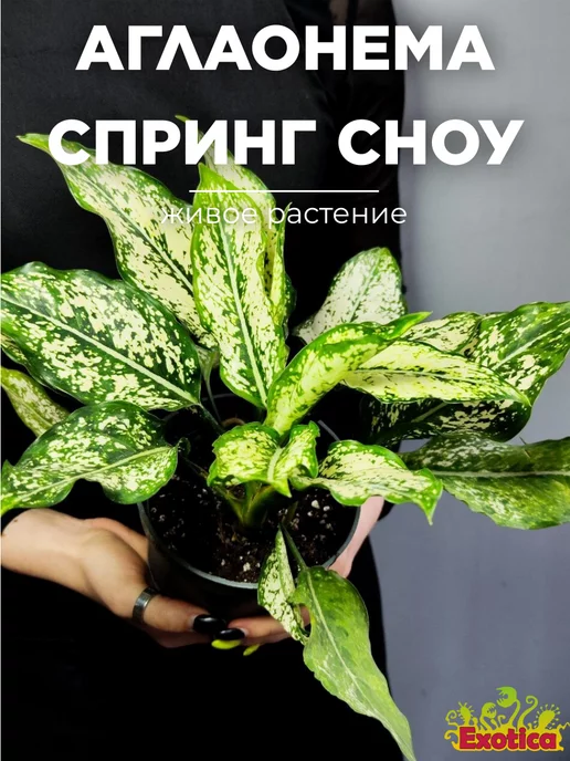 Exotica Аглаонема Спринг Сноу (Aglaonema Spring Snow) D12см