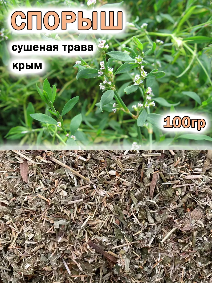 Спорыш трава
