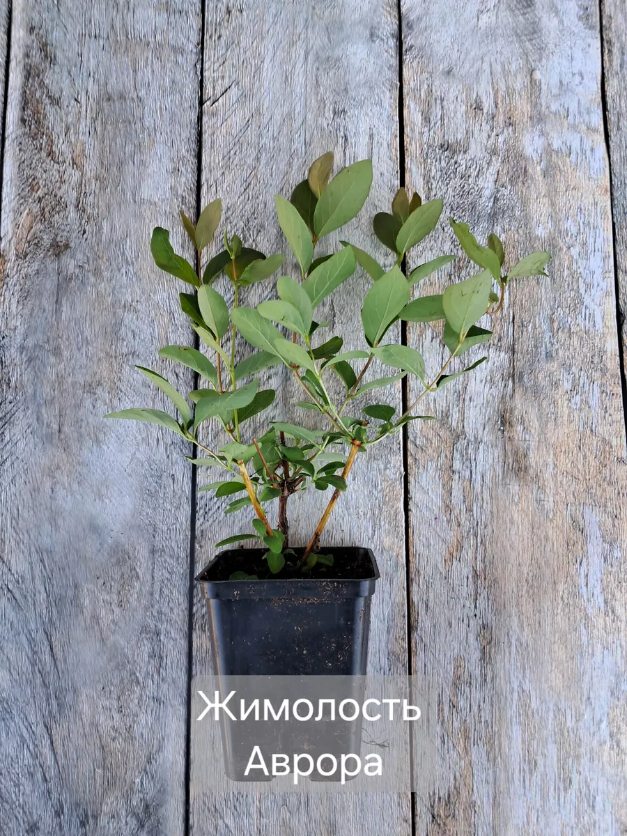 Жимолость Аврора