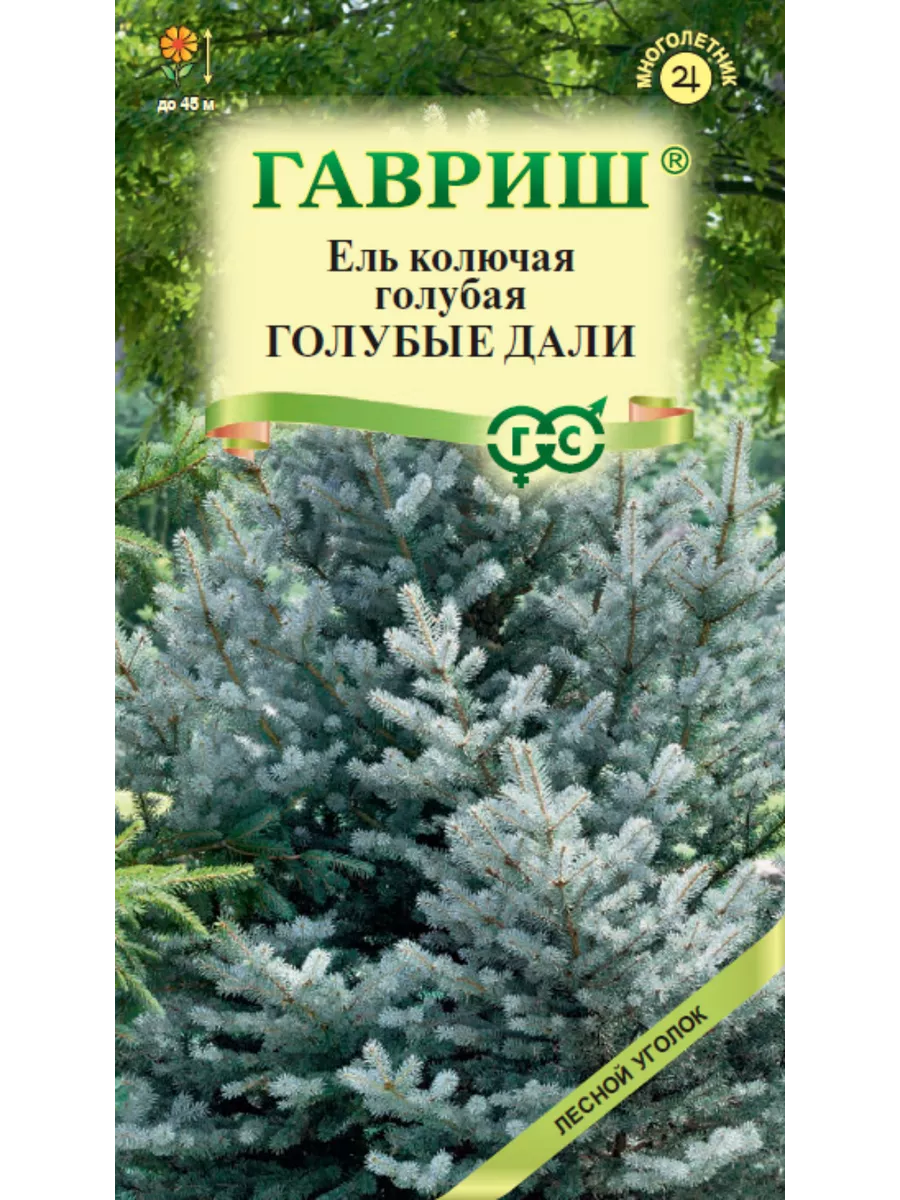 *Ель Голубые дали