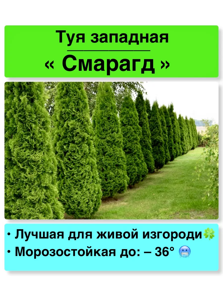 Туя западная...