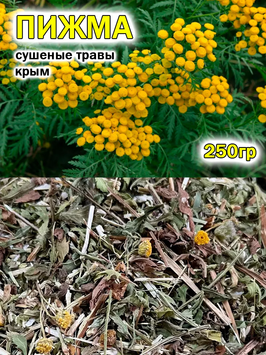 Пижма