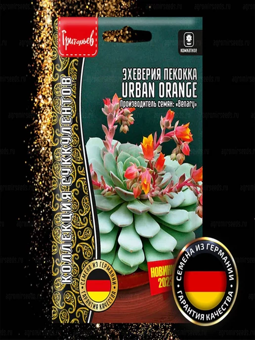 Григорьев Эхеверия пекокка Urban Orange