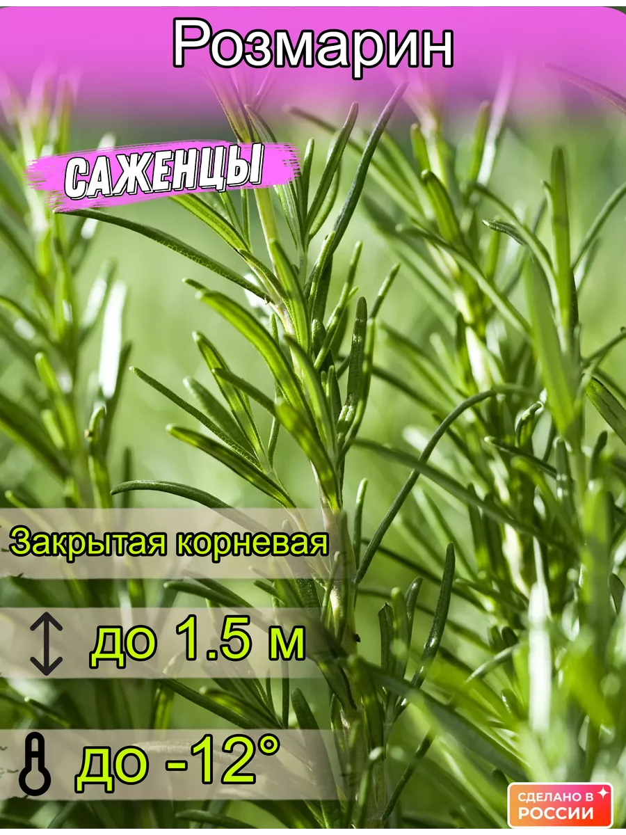 Розмарин Саженцы