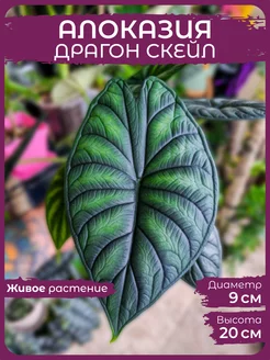 Алоказия Драгон Скейл живое комнатное растение Д9 Сад Натали 238156325 купить за 877 ₽ в интернет-магазине Wildberries