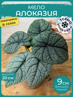 Алоказия Мело живое комнатное растение Д9 Сад Натали 238157639 купить за 1 079 ₽ в интернет-магазине Wildberries