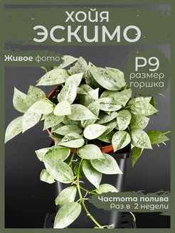 Хойя Эскимо живое комнатное растение Д9 Сад Натали 238163093 купить за 713 ₽ в интернет-магазине Wildberries