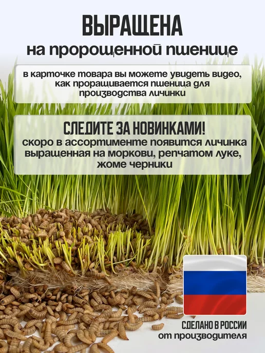 Хитрый крыс Гаммарус крупный алтайский для рыб черепах птиц 40 гр, черный, фото 6