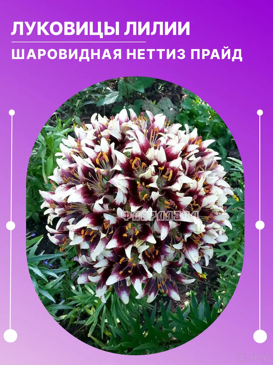 Лилия, многолетние луковичные цветы, луковицы 2 шт