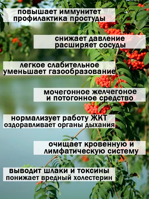ДеревоЛюбви Рябина, вариант, фото 2