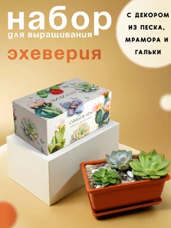 Набор для выращивания растений суккулентов Эхеверия Plant Republic 238378218 купить за 628 ₽ в интернет-магазине Wildberries