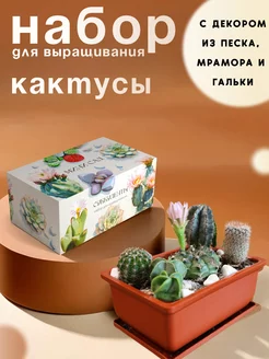 Набор для выращивания растений суккулентов Кактусы Plant Republic 238378223 купить за 628 ₽ в интернет-магазине Wildberries