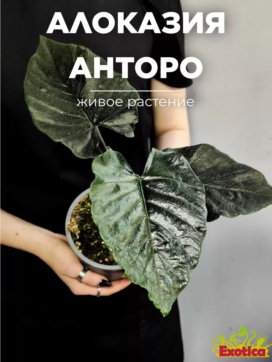 Алоказия Анторо Вельвет (Alocasia Antoro Velvet) D12см Exotica 238425111 купить за 3 102 ₽ в интернет-магазине Wildberries