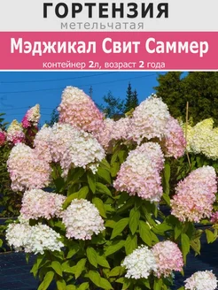 Гортензия Мэджикал Свит Саммер (Magic Sweet Summer) Ваш Дом и Сад 238431819 купить за 363 ₽ в интернет-магазине Wildberries