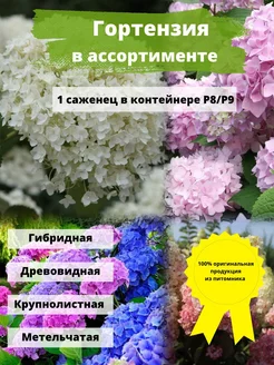 Гортензия в ассортименте Интернет-магазин Лейка 238447830 купить за 285 ₽ в интернет-магазине Wildberries