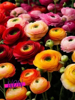 Ранункулюс Микс ( 10 луковиц ) WOW FLOWERS 238645691 купить за 256 ₽ в интернет-магазине Wildberries