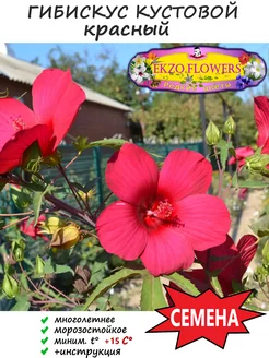 Семена Гибискускус кустовой красный (лат. Hibiscus), 10 шт EKZO.FLOWERS 238675850 купить за 185 ₽ в интернет-магазине Wildberries