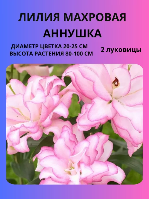 Луковицы Корни Лилия махровая Луковицы лилий, 2 шт