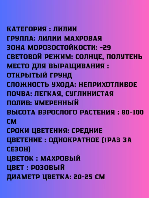 Луковицы Корни Лилия махровая Луковицы лилий, 2 шт, фото 2