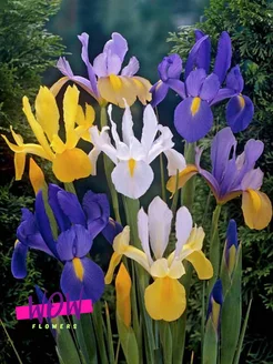 Ирис Датч Микс ( 10 луковиц ) WOW FLOWERS 238777697 купить за 179 ₽ в интернет-магазине Wildberries