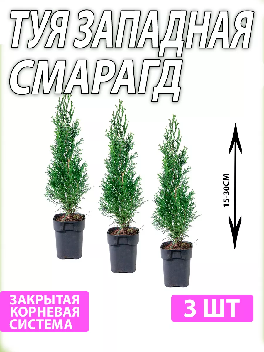 Туя Западная...