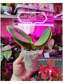 Орхидея живая нецветет Бабочка Zheng Min Parakeet,размер d9 miki orchid 238874479 купить за 2 025 ₽ в интернет-магазине Wildberries