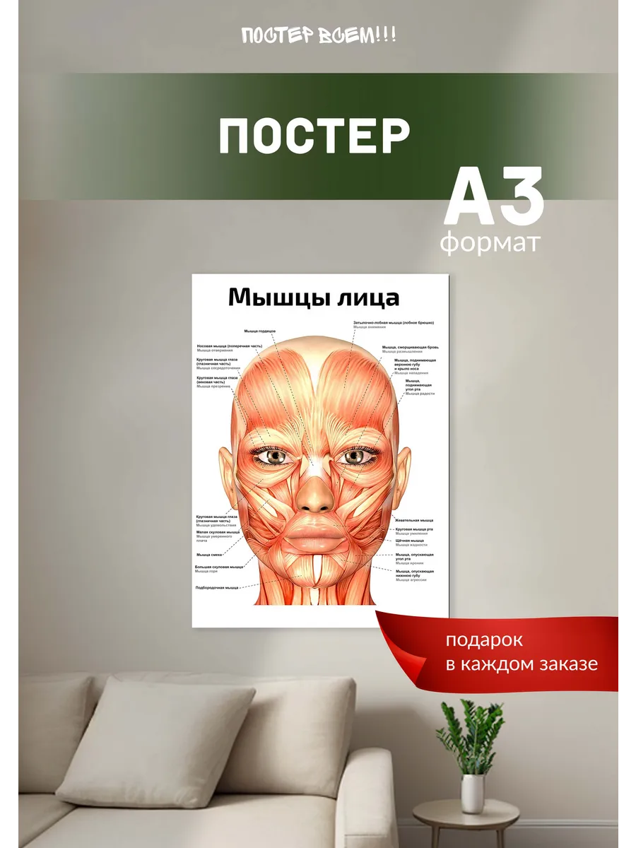 Мышцы лица постер А3