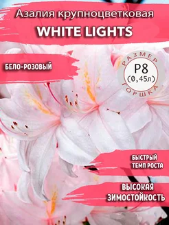 Азалия крупноцветковая White Lights Садовые Растения 239136336 купить за 515 ₽ в интернет-магазине Wildberries