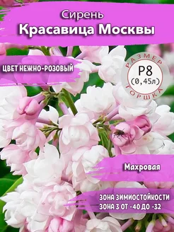 Сирень Красавица Москвы Р8 (0,45л)