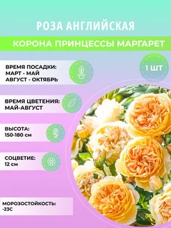 Роза английская Корона Принцессы Маргарет, саженец зкс Дивный Сад 239436858 купить за 270 ₽ в интернет-магазине Wildberries