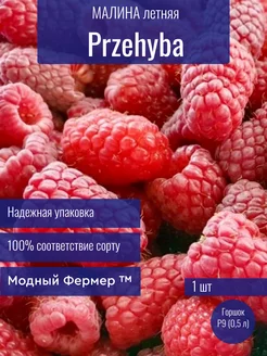 Малина Пшехиба, саженец в горшке 0,5 л Модный Фермер 239531992 купить за 476 ₽ в интернет-магазине Wildberries