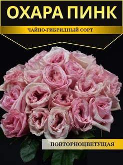 Розы саженцы Охара Пинк Timitani 239607913 купить за 422 ₽ в интернет-магазине Wildberries