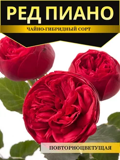 Розы саженцы Ред Пиано Timitani 239611502 купить за 422 ₽ в интернет-магазине Wildberries