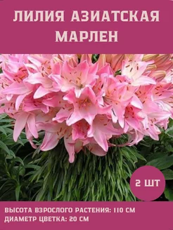 Лилия Азиатская Лилия Марлен Сад Огород 239731364 купить за 333 ₽ в интернет-магазине Wildberries