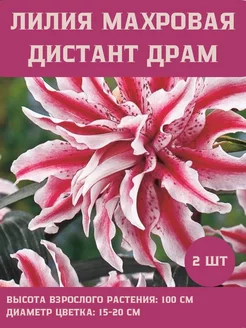 Лилия Махровая Лилия Дистант Драм Сад Огород 239731373 купить за 333 ₽ в интернет-магазине Wildberries