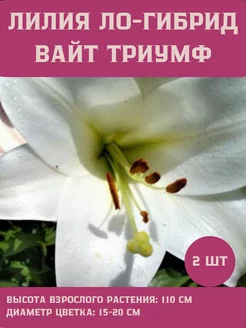 Лилия Ло-гибрид Лилия Вайт Триумф Сад Огород 239731379 купить за 333 ₽ в интернет-магазине Wildberries