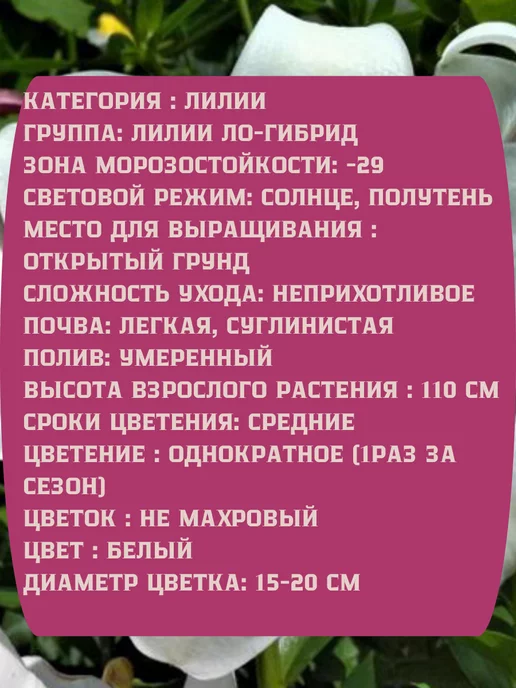 Царь сад Лилия Ло-гибрид Лилия Вайт Триумф, 2 шт, фото 2
