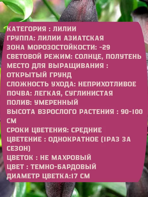 Царь сад Лилия Азиатская Лилия Найт Райдер, 2 шт, фото 2