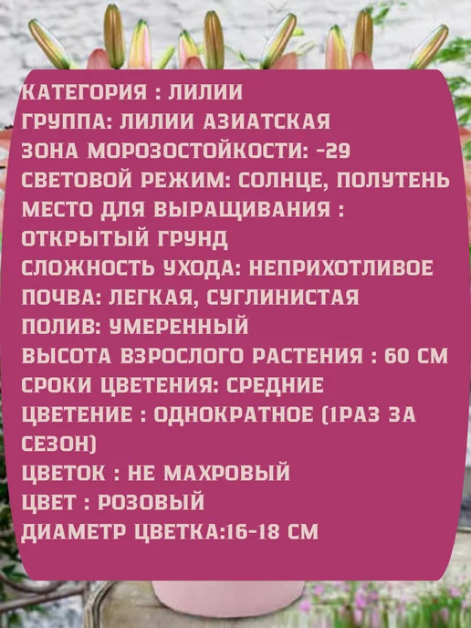 Царь сад Лилия Азиатская Лилия Хэппи Спринг, 2 шт, фото 2