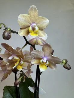 Мұғаліммен жыныстық қатынас (орыс порно) Жігіт пен бірнеше балапан арасындағы тамаша топтық секс сахнасы