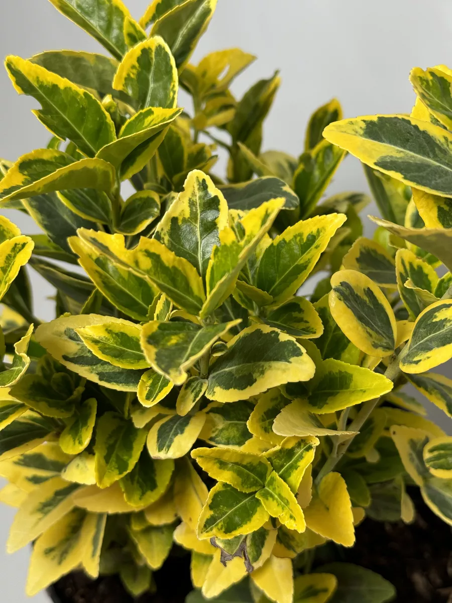 Бересклет Саженец Euonymus...