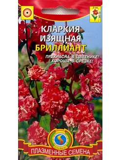 *Кларкия изящная Бриллиант ПЛАЗМАС 239981323 купить за 138 ₽ в интернет-магазине Wildberries