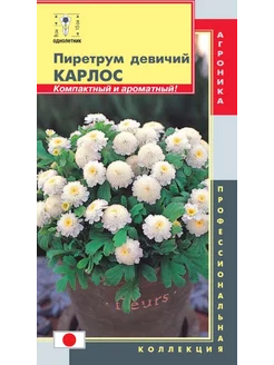 *Пиретрум девичий Карлос ПЛАЗМАС 239981326 купить за 122 ₽ в интернет-магазине Wildberries