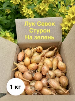 Лук севок на зелень Стурон лучок-пучок 240036364 купить за 256 ₽ в интернет-магазине Wildberries