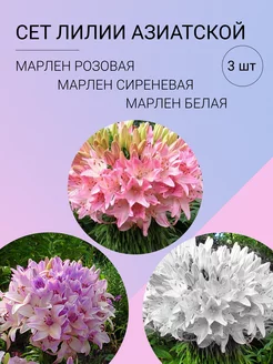 Ранункулюс "Набор №1" 10 шт. в упаковке Glavgarden 221957137 купить за 273 ₽ в интернет-магазине Wildberries