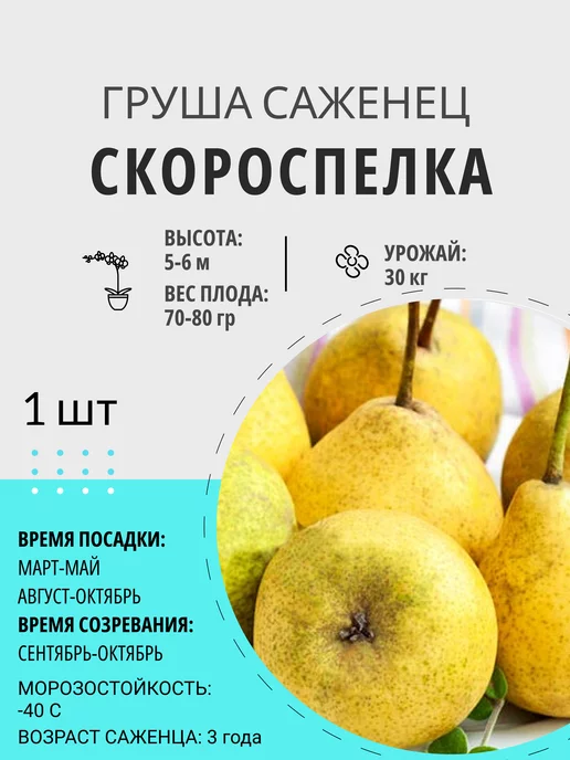 Правильный выбор места для дерева