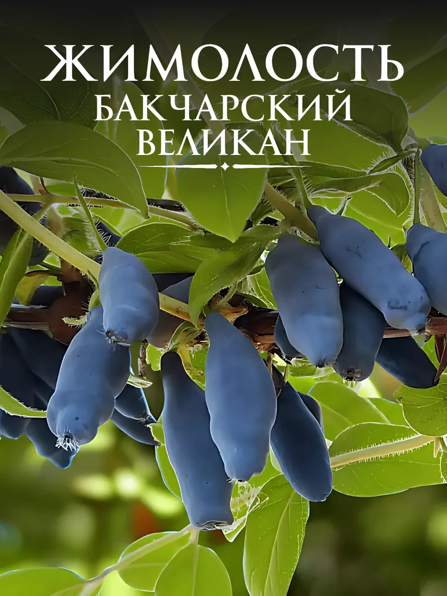 Саженец жимолость...