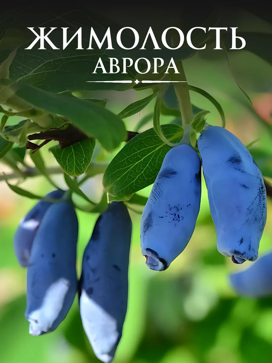 Саженцы Жимолость Аврора